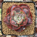 Echeveria 'Hearts Delight' 3"-4" Succulent Plant