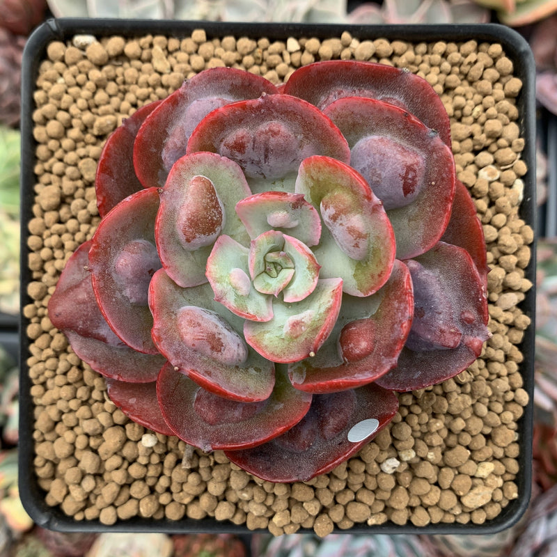 heart delight succulent Echeveria 'Hearts Delight' 3"-4" Succulent Plant – True Succulents Plant Co