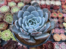 Echeveria 'Cream Sun' 5" (Not E. Ivory) Powdery Succulent Plant