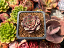 Echeveria 'Longissima' 1" Small Succulent Plant