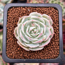 Echeveria 'Love Wave' 1" Succulent Plant