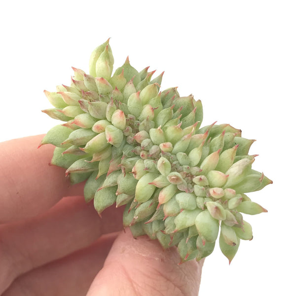Echeveria 'Tippy' Crested 1" Rare Succulent Plant