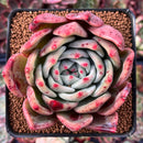 Echeveria 'Orange Chamapaign' 3" Succulent Plant