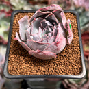 Echeveria 'Pinky' 2" Succulent Plant