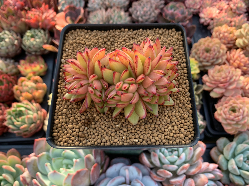 elk succulent Echeveria Agavoides 'Elk Horn' Crested Cluster 3"-4" Succulent Plant