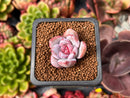 Echeveria 'Trumso' 1" Small Succulent Plant