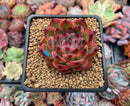 Echeveria Agavoides 'Fire Pillar' 2"-3" Succulent Plant