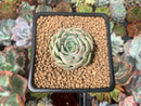 Echeveria 'Laurina' 1" New Hybrid Succulent Plant