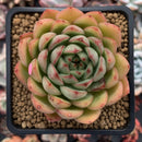 Echeveria Agavoides 'Enita' 3" Succulent Plant