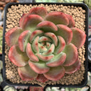 Echeveria Agavoides 'Glam Pink' 3"-4" Succulent Plant