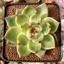 Echeveria Agavoides 'Blue Dragon' 2" Succulent Plant