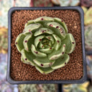 Echeveria Agavoides 'Helio' 2" Succulent Plant