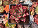 Echeveria Agavoides 'Electra' 2" Succulent Plant