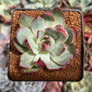 Echeveria 'Casio' Lightly Variegated 2" Succulent Plant