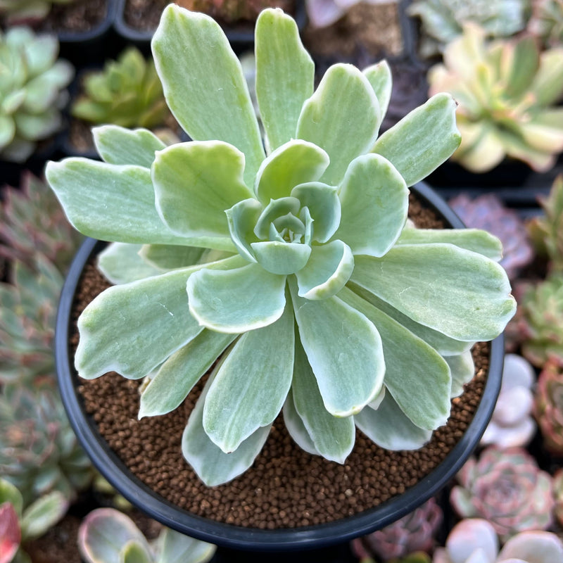 lime green succulent plants Echeveria 'Lemon Lime' Variegated 3" Succulent Plant – True Succulents Plant  Co
