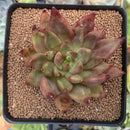 Echeveria Agavoides 'Pysche 3" Succulent Plant