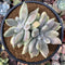 Pachyphytum 'Devils Finger' Variegated 3" Cluster Succulent Plant