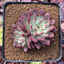 Echeveria 'Sarahime' Hybrid 2" Cluster Succulent Plant
