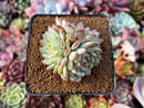 Echeveria 'Robin' 2" Cluster Succulent Plant