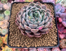Echeveria 'Zaragoza' Hybrid 3"-4" Succulent Plant