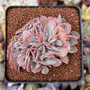 Echeveria 'Florence' Crested 2"-3" Succulent Plant
