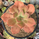 Echeveria 'Kinoa' 3"-4" Succulent Plant