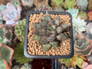 Echeveria 'Purpusorum' White Form 1" Succulent Plant