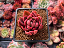 Echeveria Agavoides 'Abaresque' 2" Succulent Plant