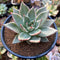 Echeveria Agavoides 'Maria' Variegated 4" Succulent Plant