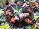 Echeveria 'Linguas' 3" Succulent Plant