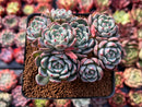 Echeveria 'Nanahukumini' 3"-4" Cluster Succulent Plant