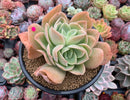 Echeveria 'Pastel' 5"-6" Succulent Plant