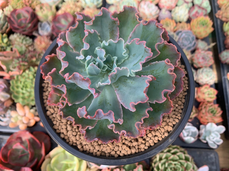 wavy succulent plant Echeveria 'Frill' sp. 5" Succulent Plant – True Succulents Plant Co