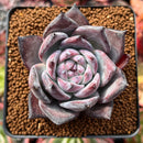 Echeveria 'Black Sabbath' 3” Succulent Plant