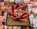 Echeveria Agavoides 'Planetary Stars' 3" Succulent Plant