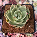 Echeveria Agavoides 'Ringo Star' 3" Succulent Plant