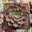 Echeveria 'Beauty Lily' 2" Air Magic Hybrid Succulent Plant