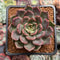 Echeveria 'Beauty Lily' 2" Air Magic Hybrid Succulent Plant