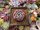 Echeveria 'Teemon' 1" New Hybrid Succulent Plant