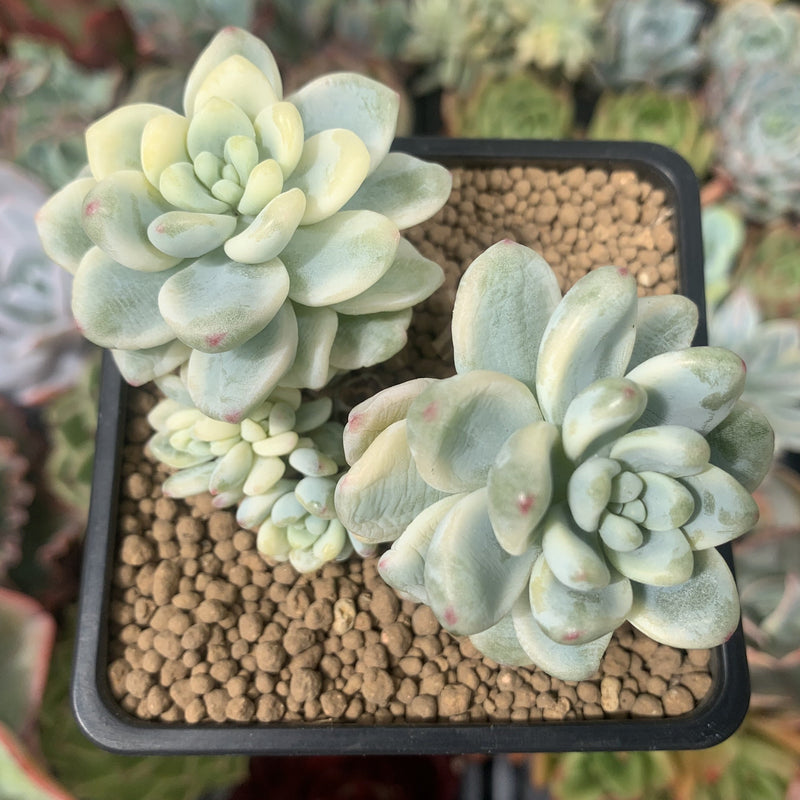 sedum clavatum variegata Sedum 'Clavatum' Variegated 2