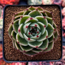 Echeveria Agavoides 'Blue Dragon' 3" Succulent Plant