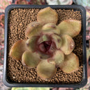 Echeveria Agavoides 'Rose Queen' 2" Succulent Plant