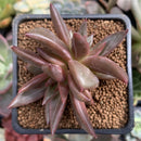Echeveria Agavoides 'Elenco' 2" Succulent Plant