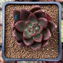Echeveria Agavoides 'Red Bridge' 2" Succulent Plant