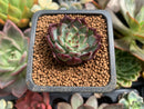 Echeveria 'Sarahime' 1" Succulent Plant