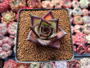 Echeveria Agavoides 'Ebony' Superclone 2" Succulent Plant