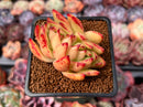 Echeveria Agavoides 'Elkhorn' Crested 2" Succulent Plant