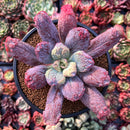 Echeveria 'Linguas' 4" Succulent Plant