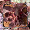 Echeveria 'Love and War' 3" Succulent Plant