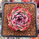 Echeveria 'Casio' Variegated 2" Succulent Plant